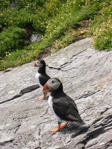 Skelligs birds